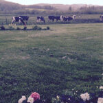 Vermont cows